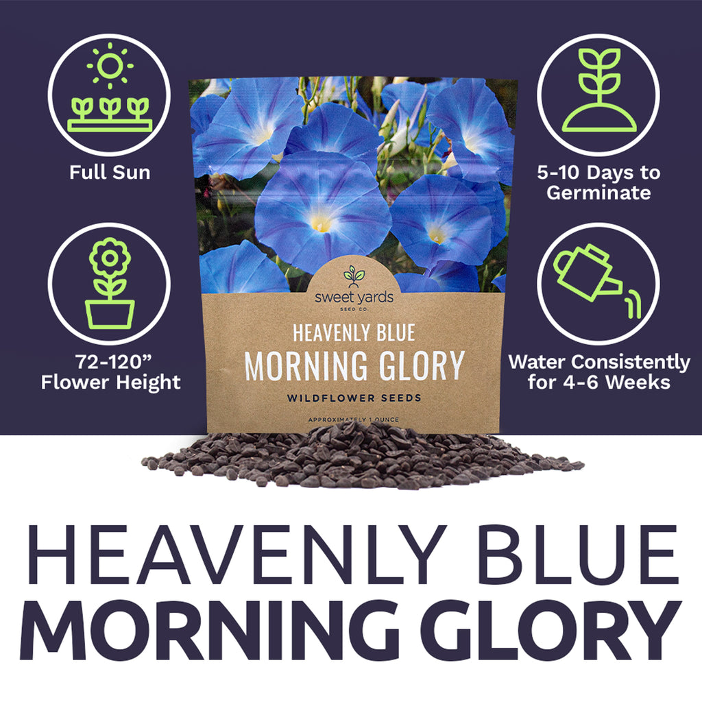 Morning Glory Heavenly Blue