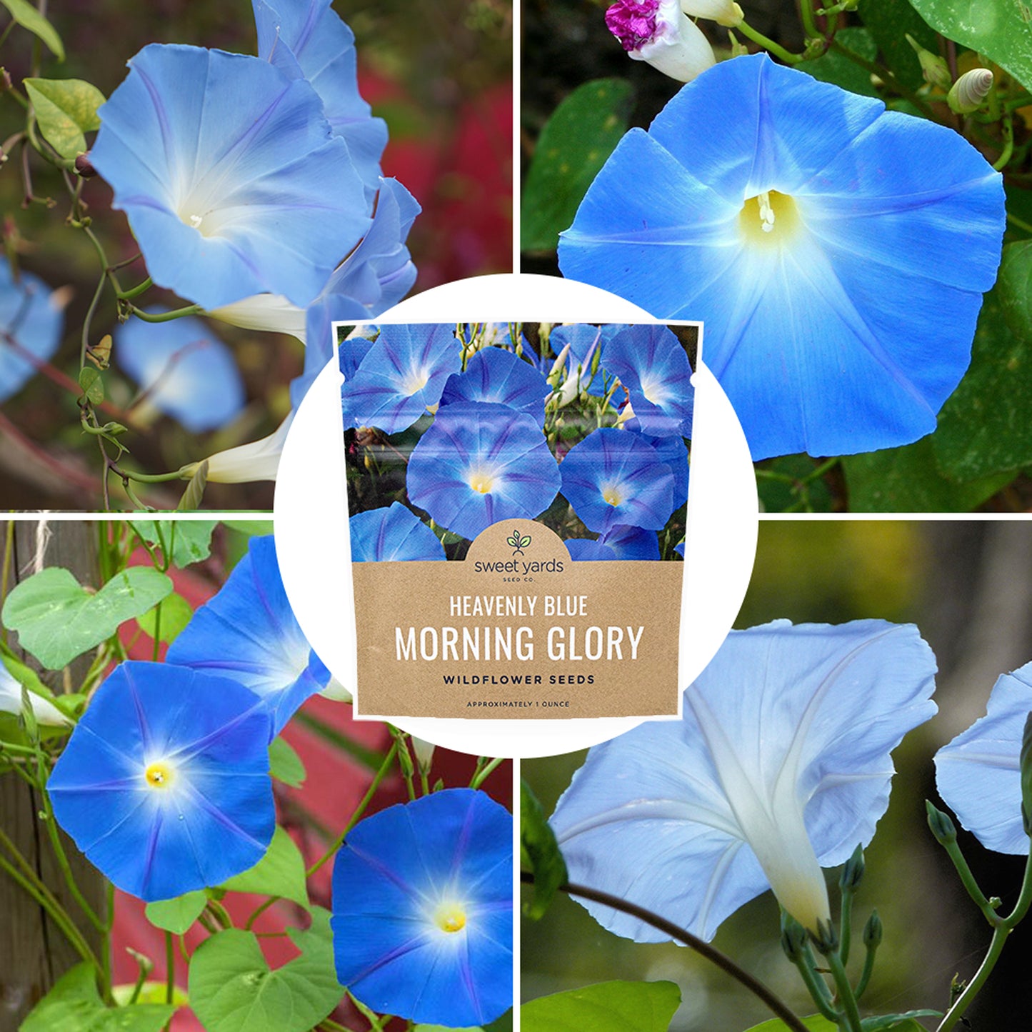 uncoated morning glory seeds Morning Glory Heavenly Blue – Sweet Yards