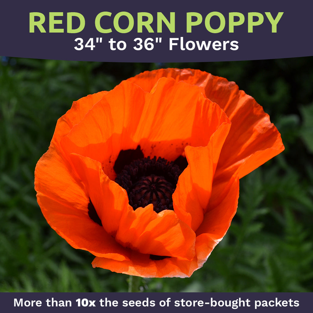 Red Corn Poppy Wildflower Seed Mix