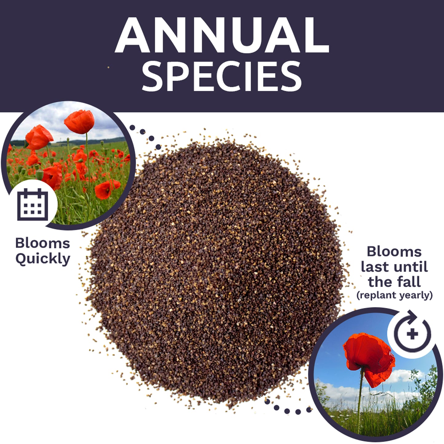 Red Corn Poppy Wildflower Seed Mix