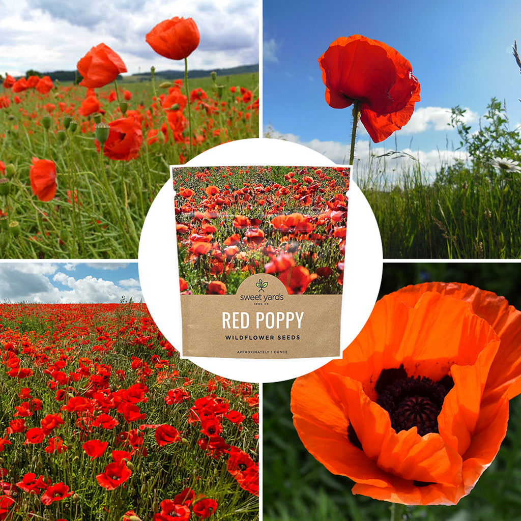 Red Corn Poppy Wildflower Seed Mix