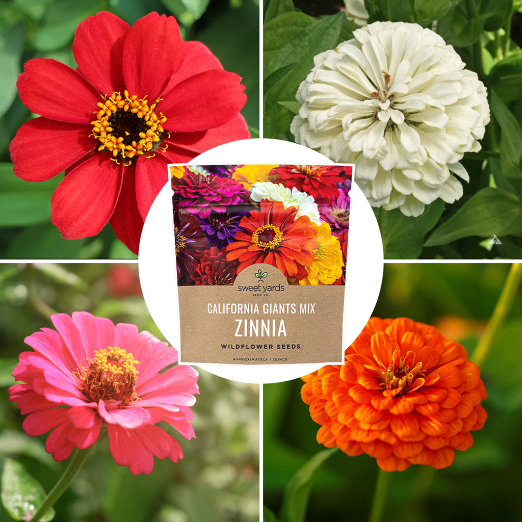 Zinnia California Giants Mix