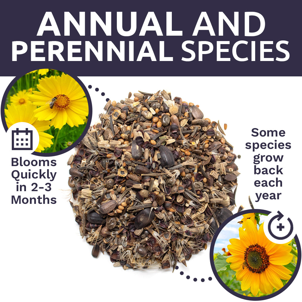 Bee Friendly Wildflower Blend