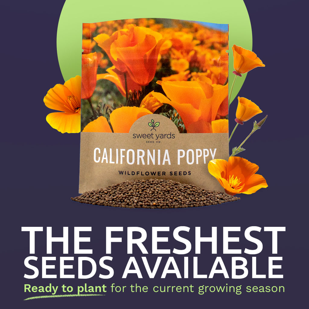 California Poppy Orange