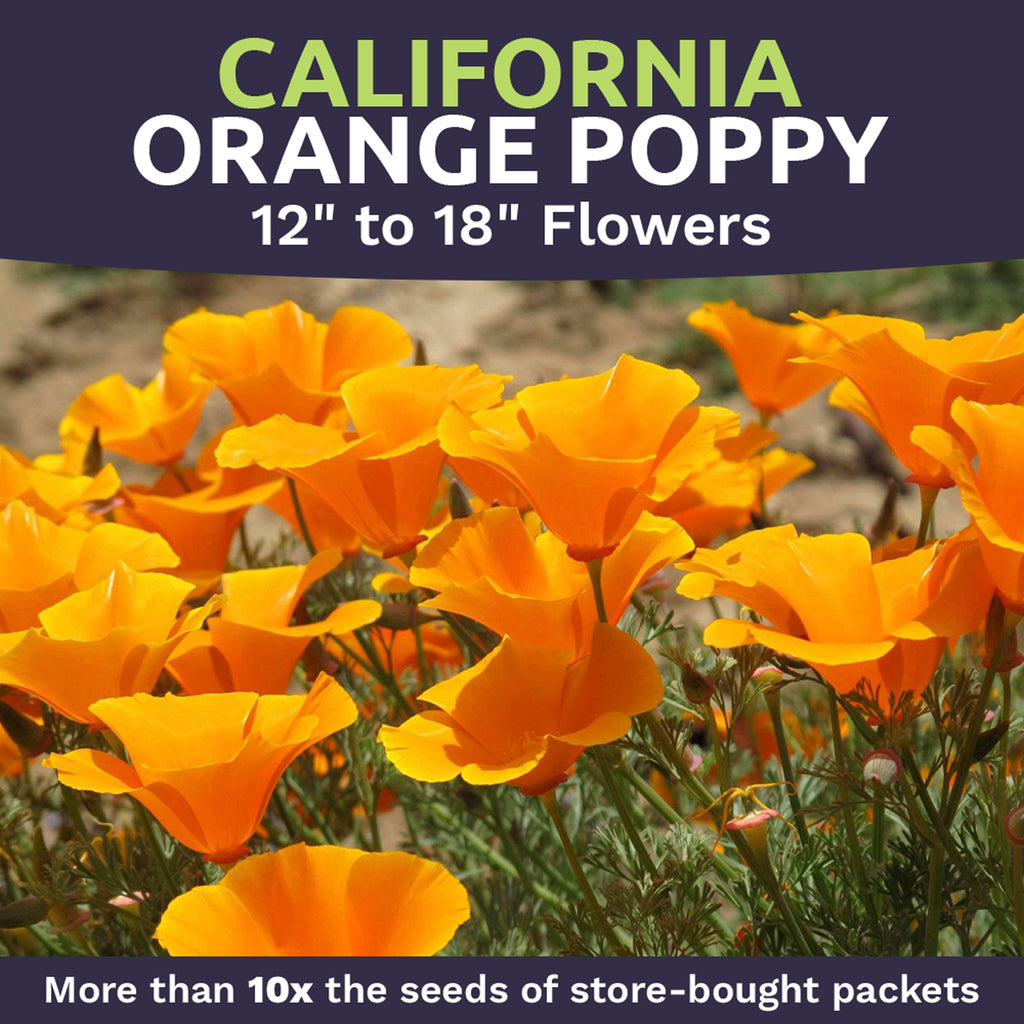 California Poppy Orange