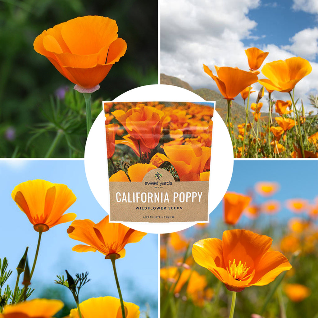 California Poppy Orange