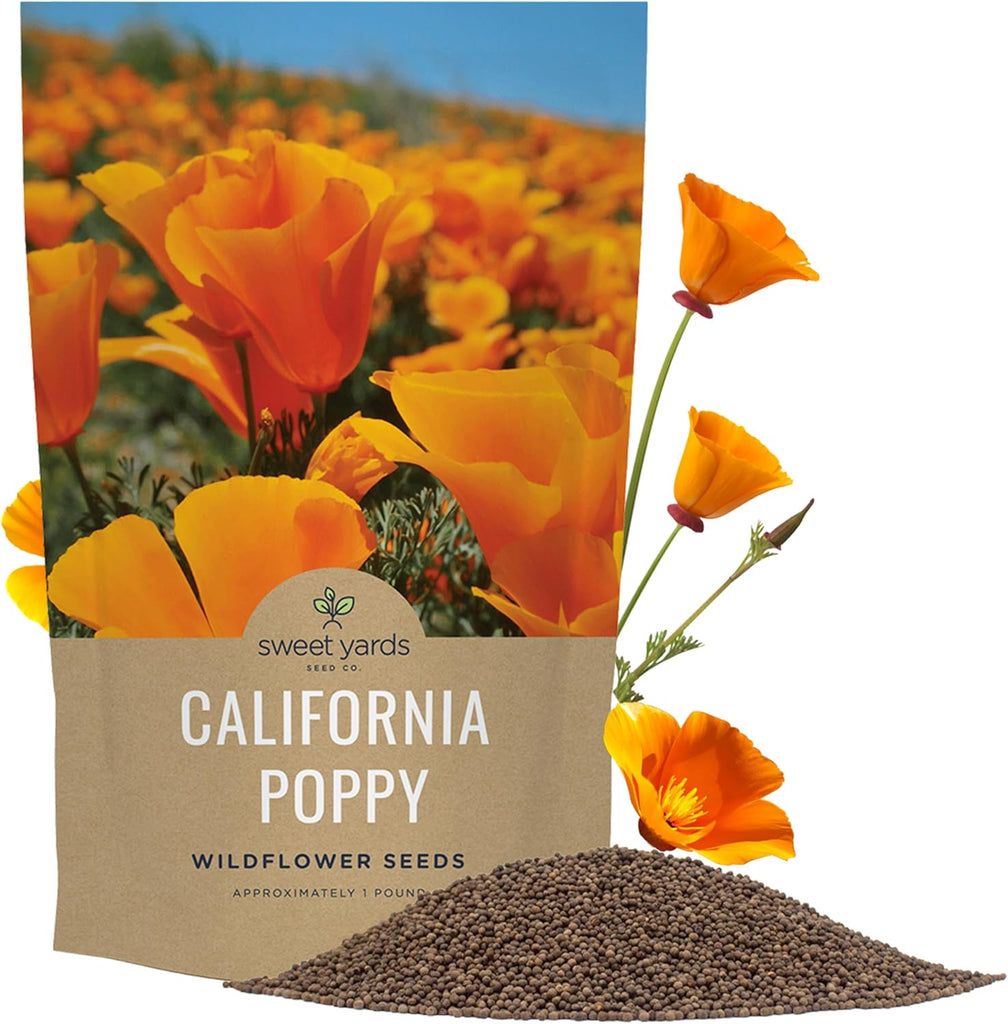 California Poppy Orange