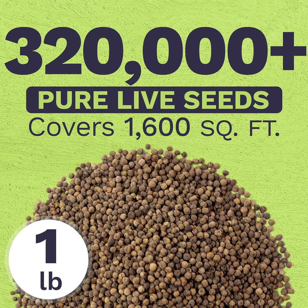 California Poppy Orange