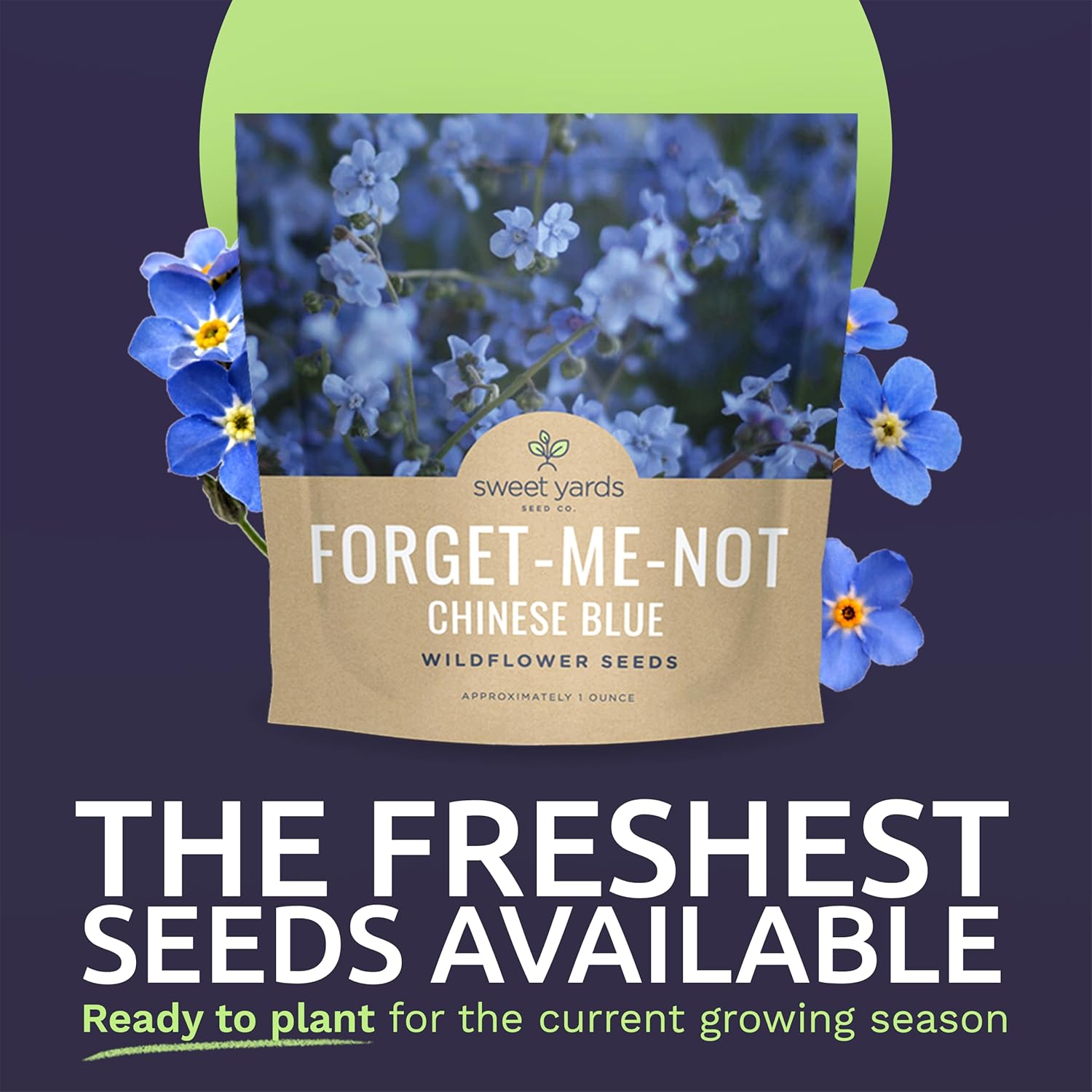 Chinese Forget Me Not – Sweet Yards