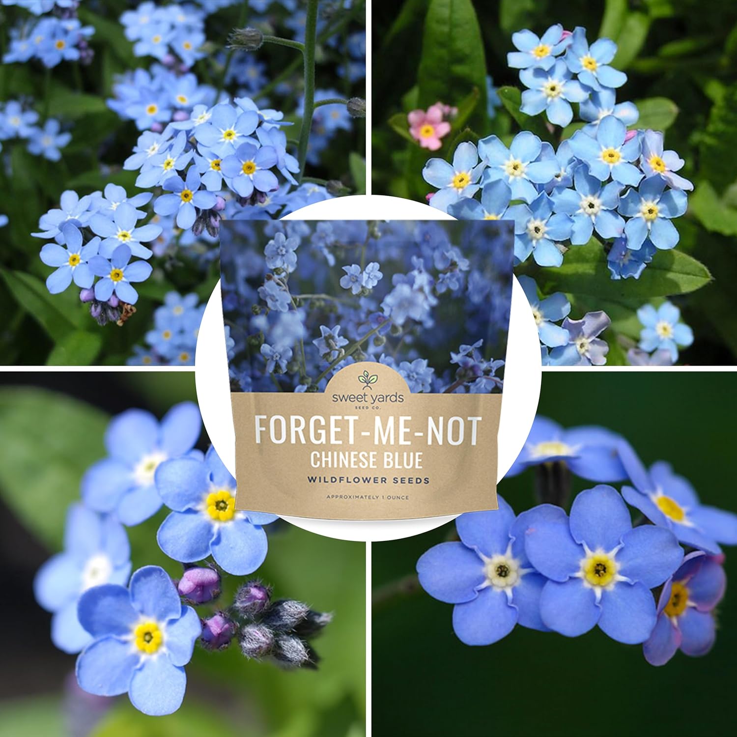 Chinese Forget Me Not – Sweet Yards