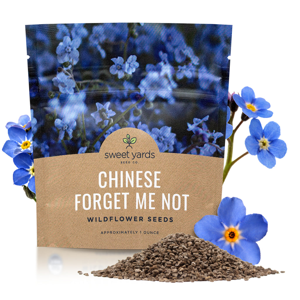 Chinese Forget Me Not