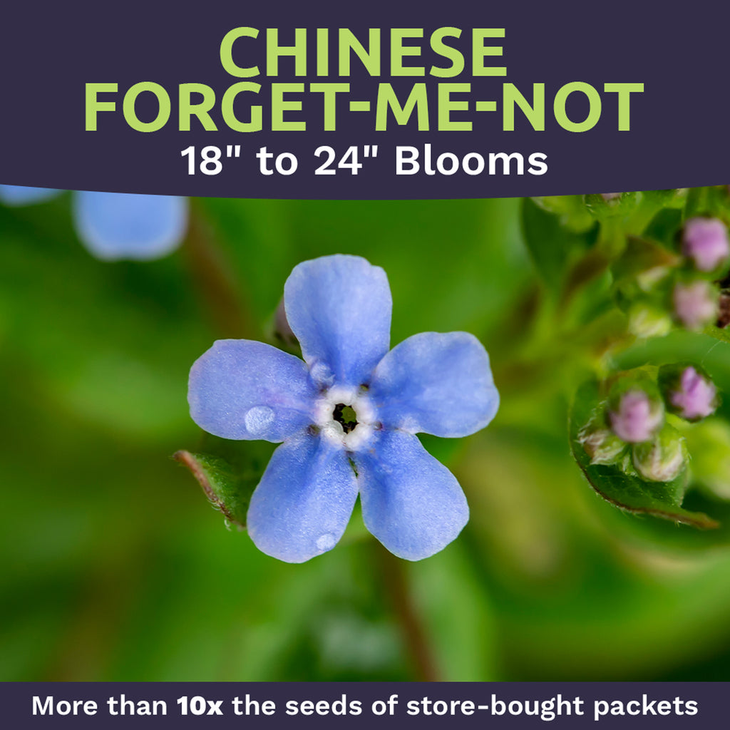 Chinese Forget Me Not