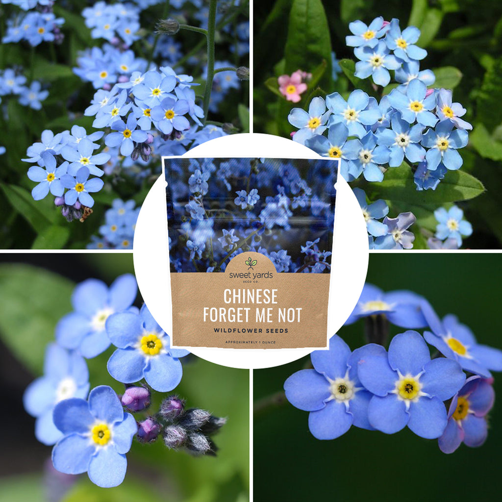 Chinese Forget Me Not