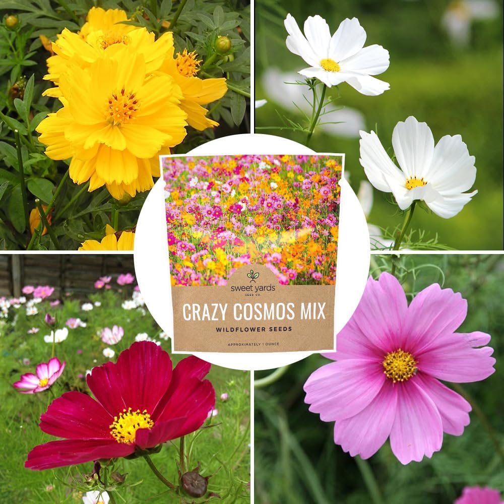 Cosmos Mixed Colors Blend – Sweet Yards