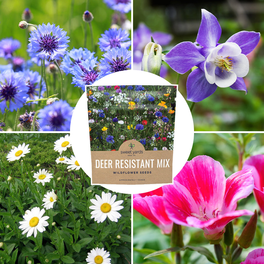 Deer Resistant Wildflower Blend