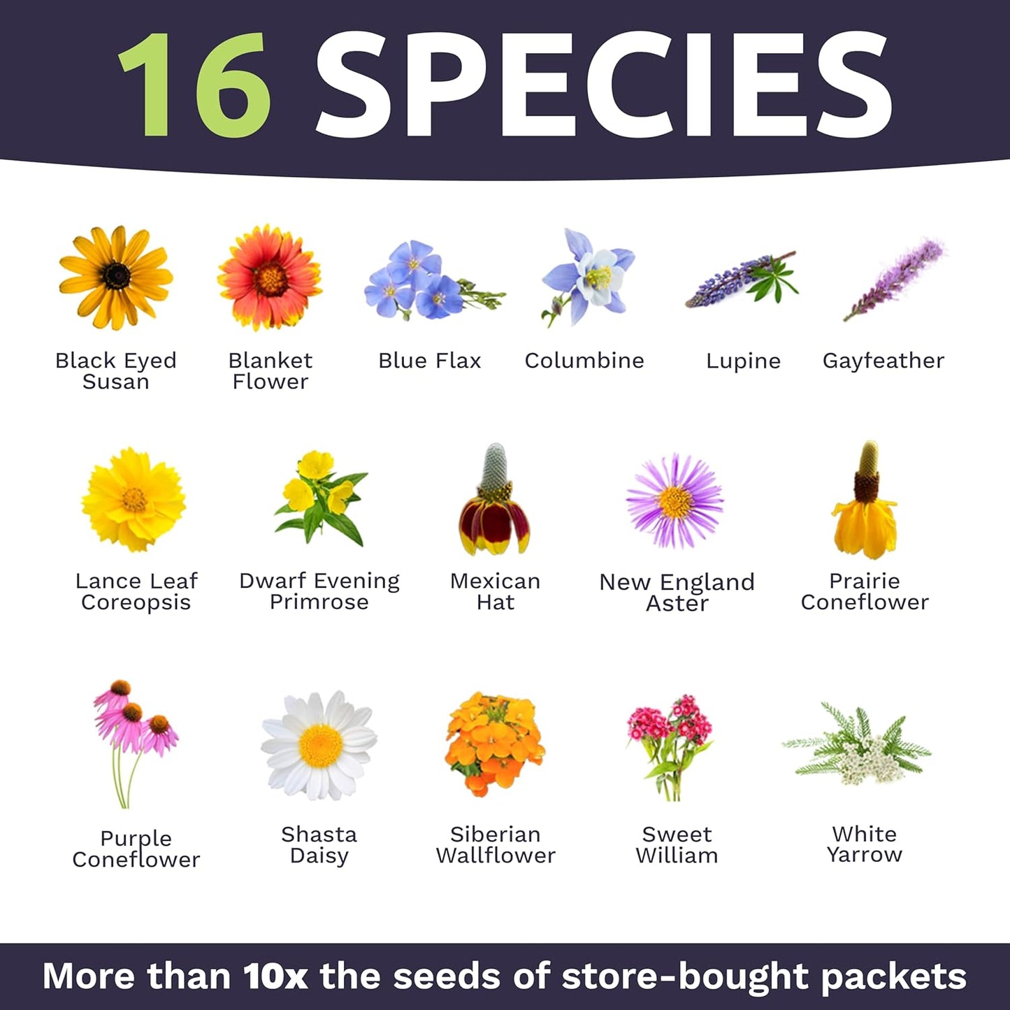 Perennial Wildflower Seeds Mixture