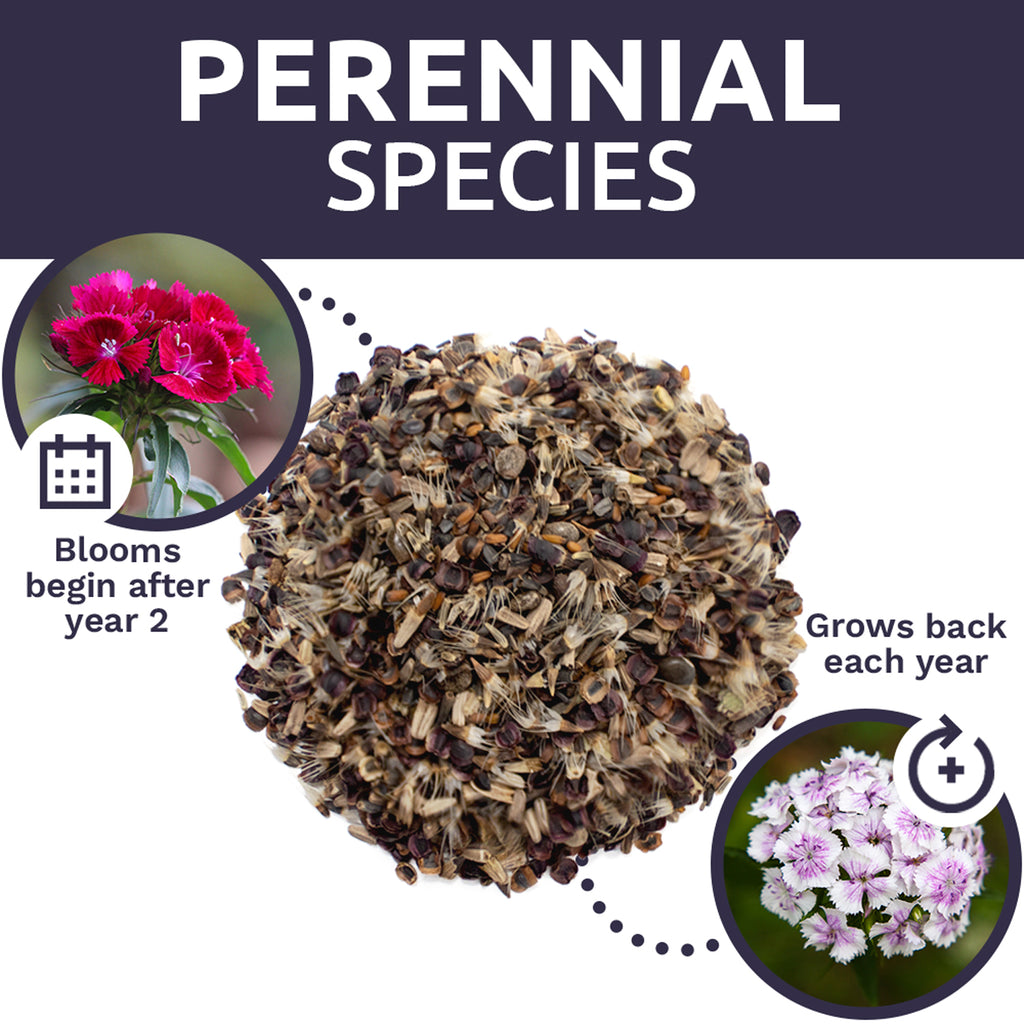 Perennial Wildflower Seeds Mixture