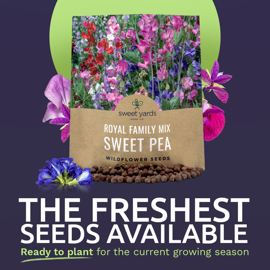 Sweet Pea Royal Family Mix