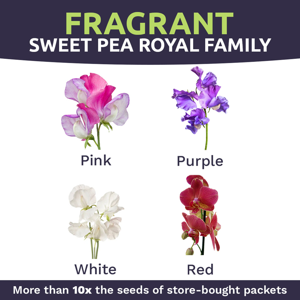 Sweet Pea Royal Family Mix