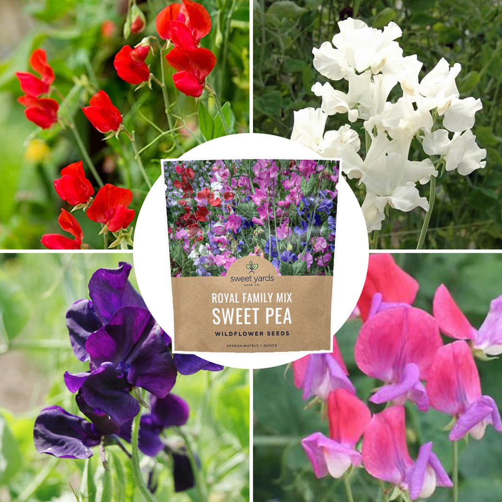 Sweet Pea Royal Family Mix