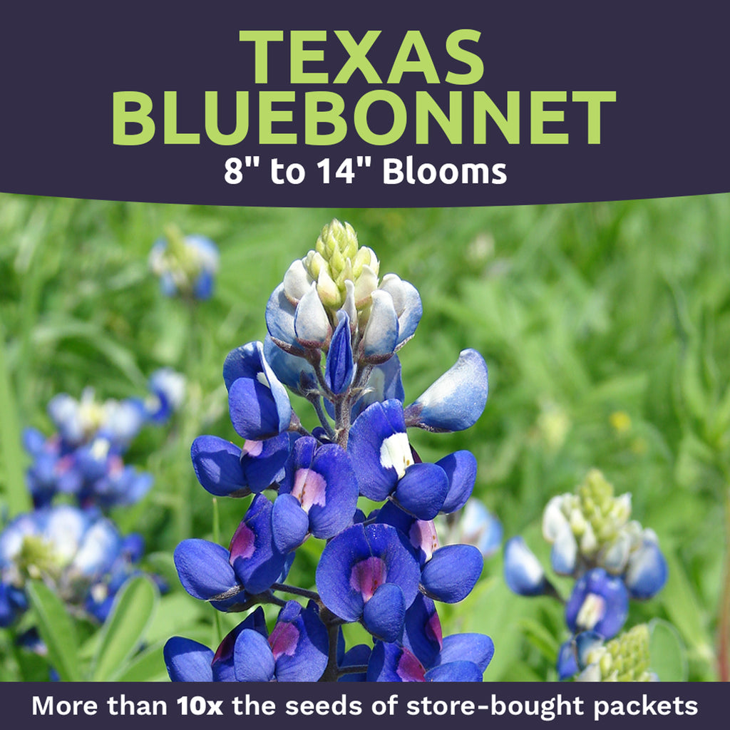 Texas Bluebonnet Wildflower Seed Mix