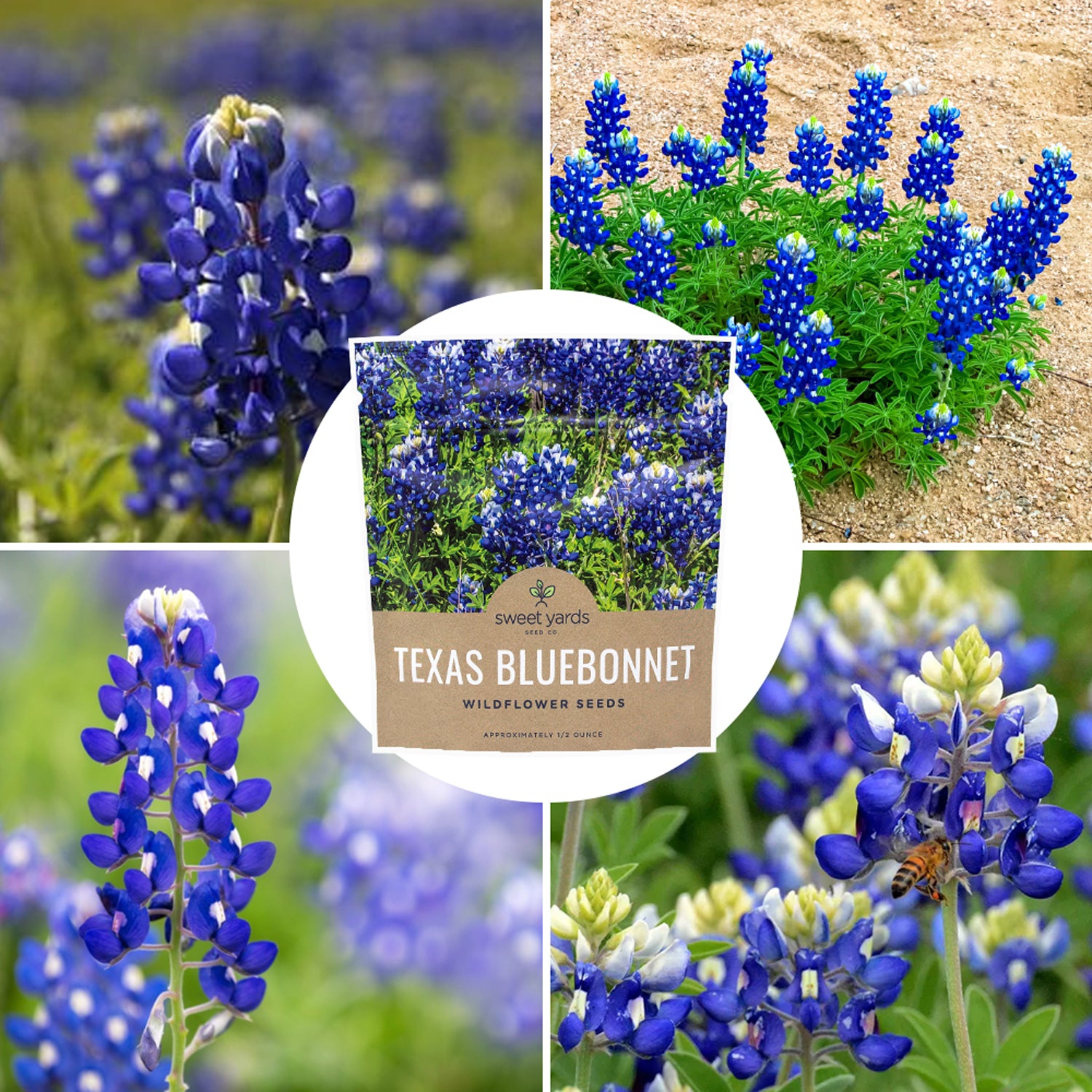 Texas Bluebonnet Wildflower Seed Mix – Sweet Yards