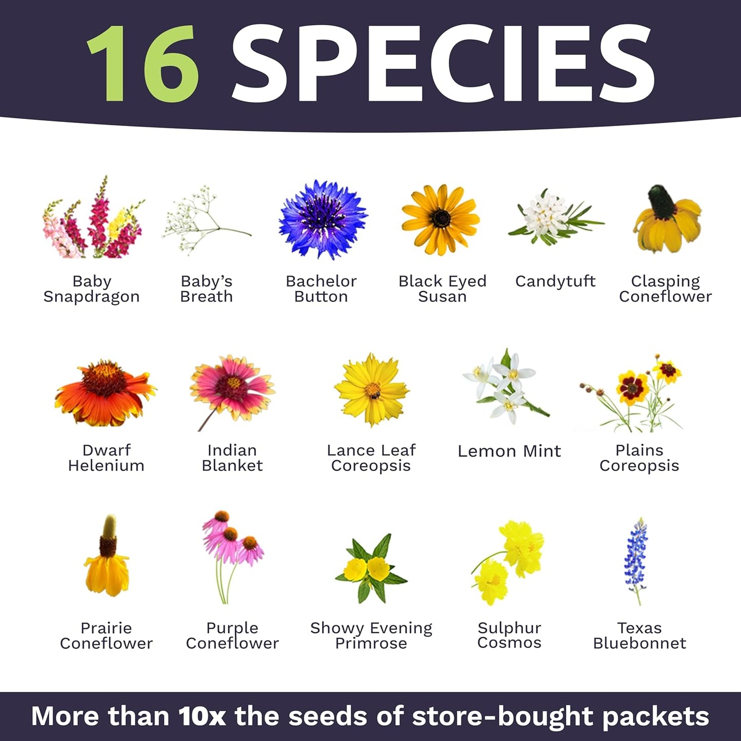 Texas Oklahoma Wildflower Seed Mixture