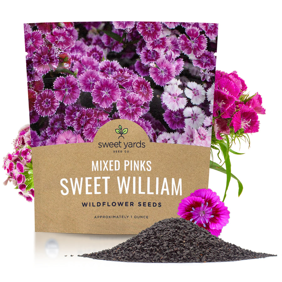 Sweet William Mixed Colors