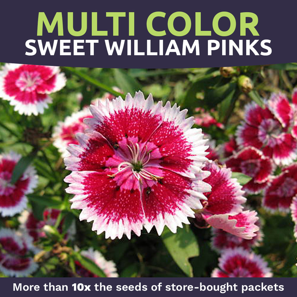 Sweet William Mixed Colors