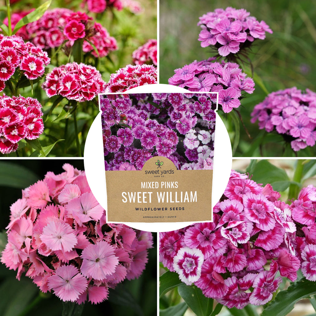 Sweet William Mixed Colors