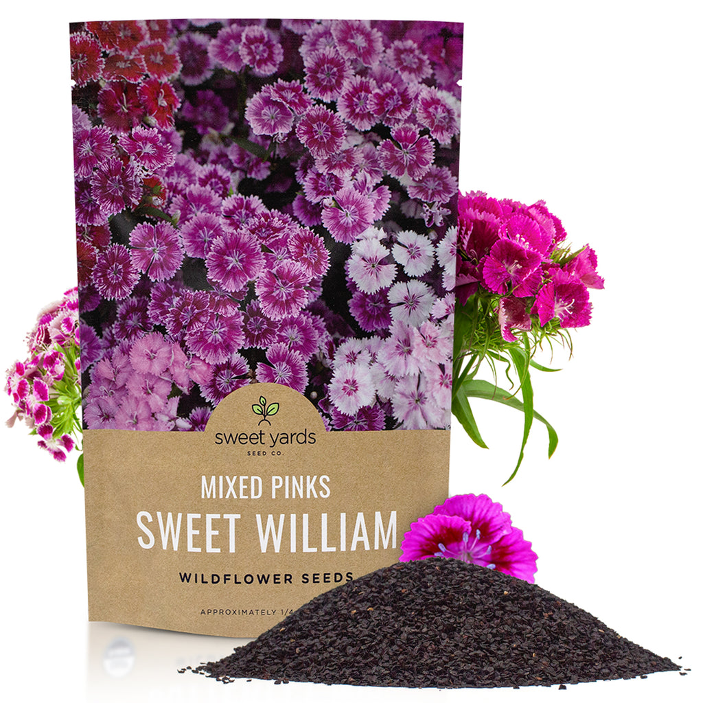 Sweet William Mixed Colors