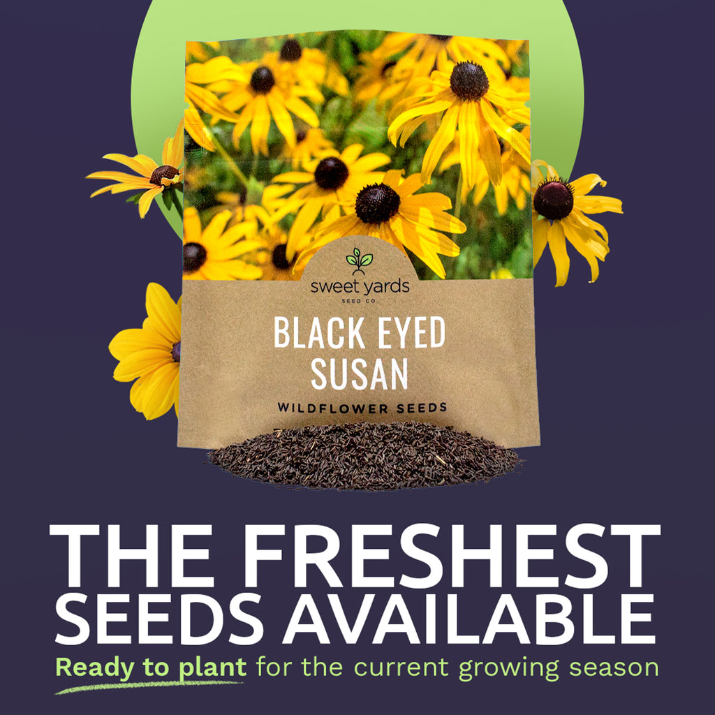 Black Eyed Susan