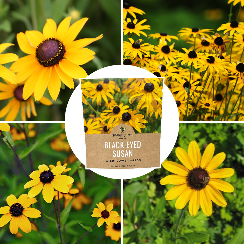 Black Eyed Susan