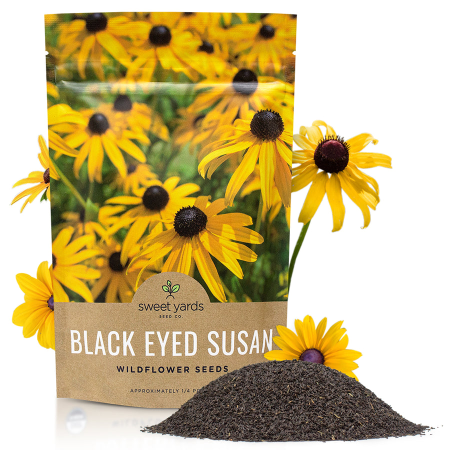 Black Eyed Susan