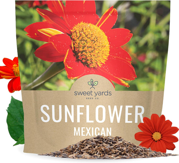 planting mexican sunflower seeds Mexican Sunflower – Sweet Yards