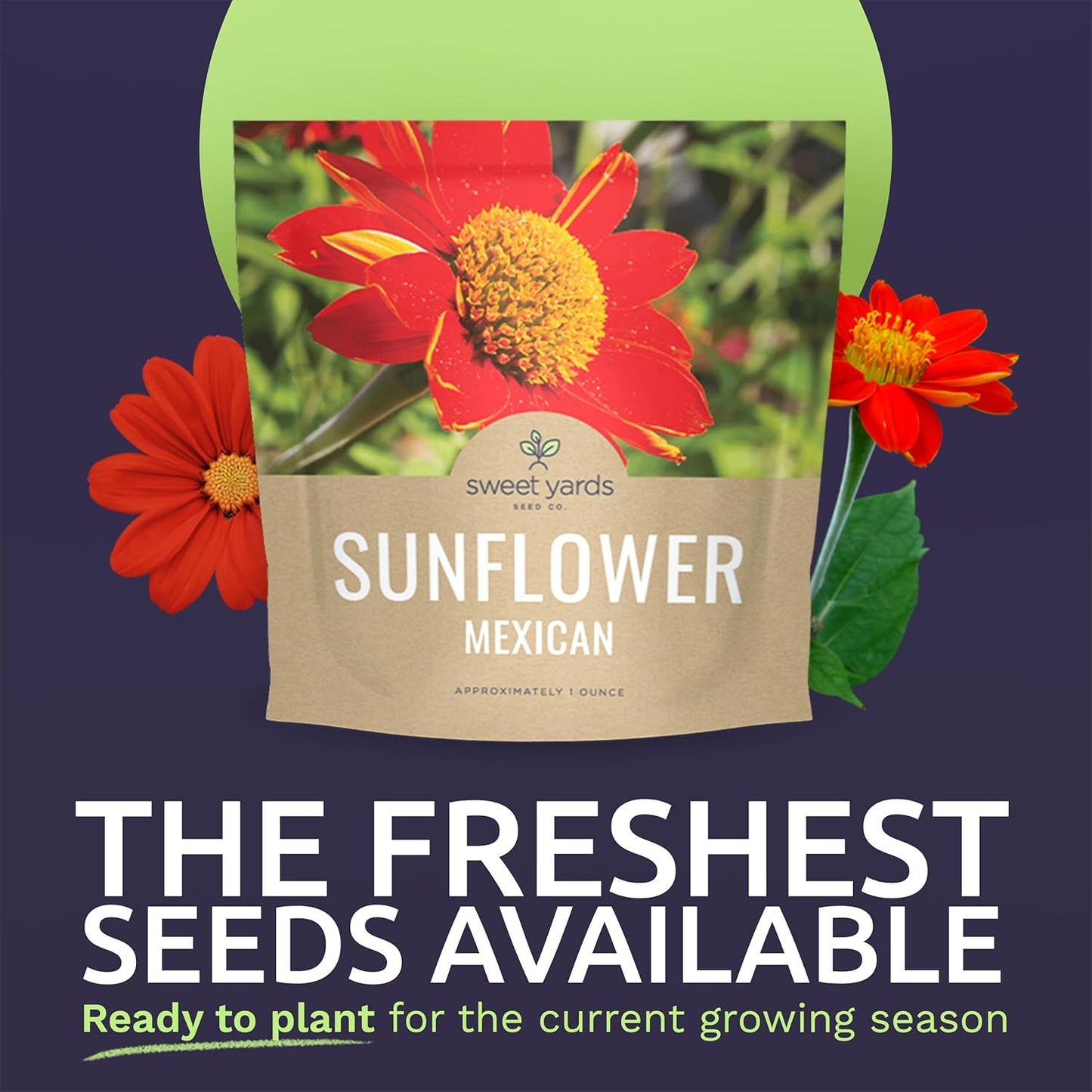Mexican Sunflower