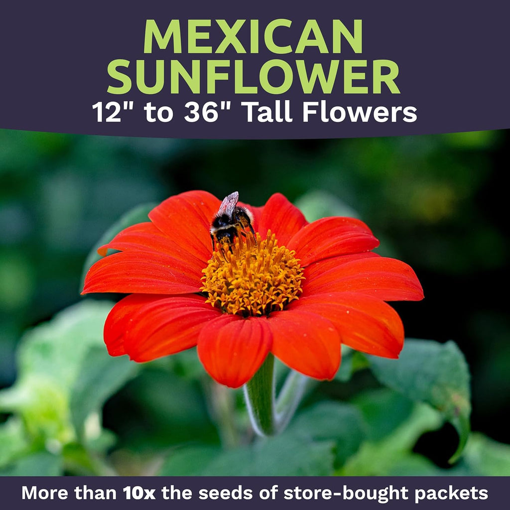 Mexican Sunflower