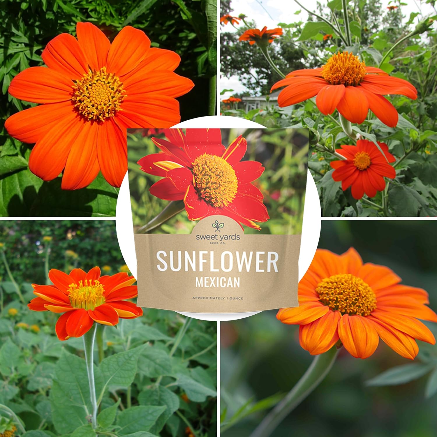 mexican sunflower seed planting Mexican Sunflower – Sweet Yards