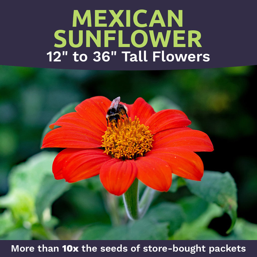 Mexican Sunflower