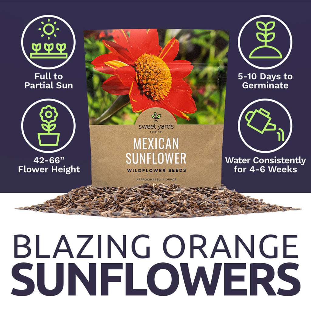 Mexican Sunflower