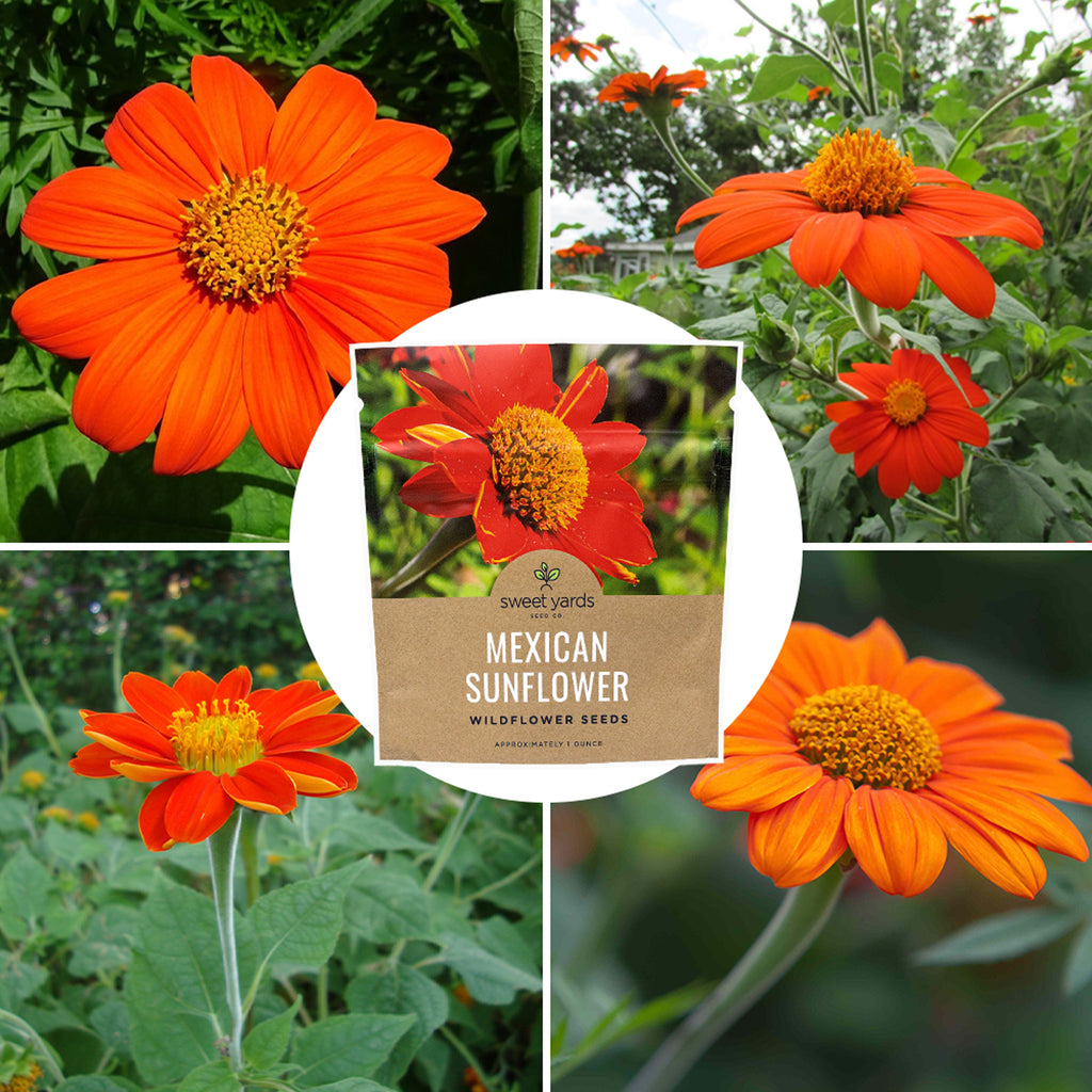 Mexican Sunflower