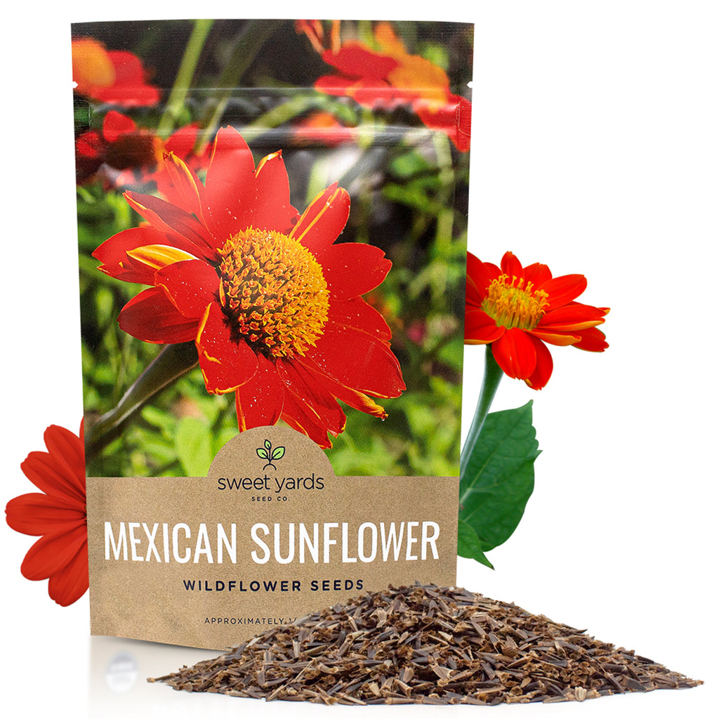 Mexican Sunflower