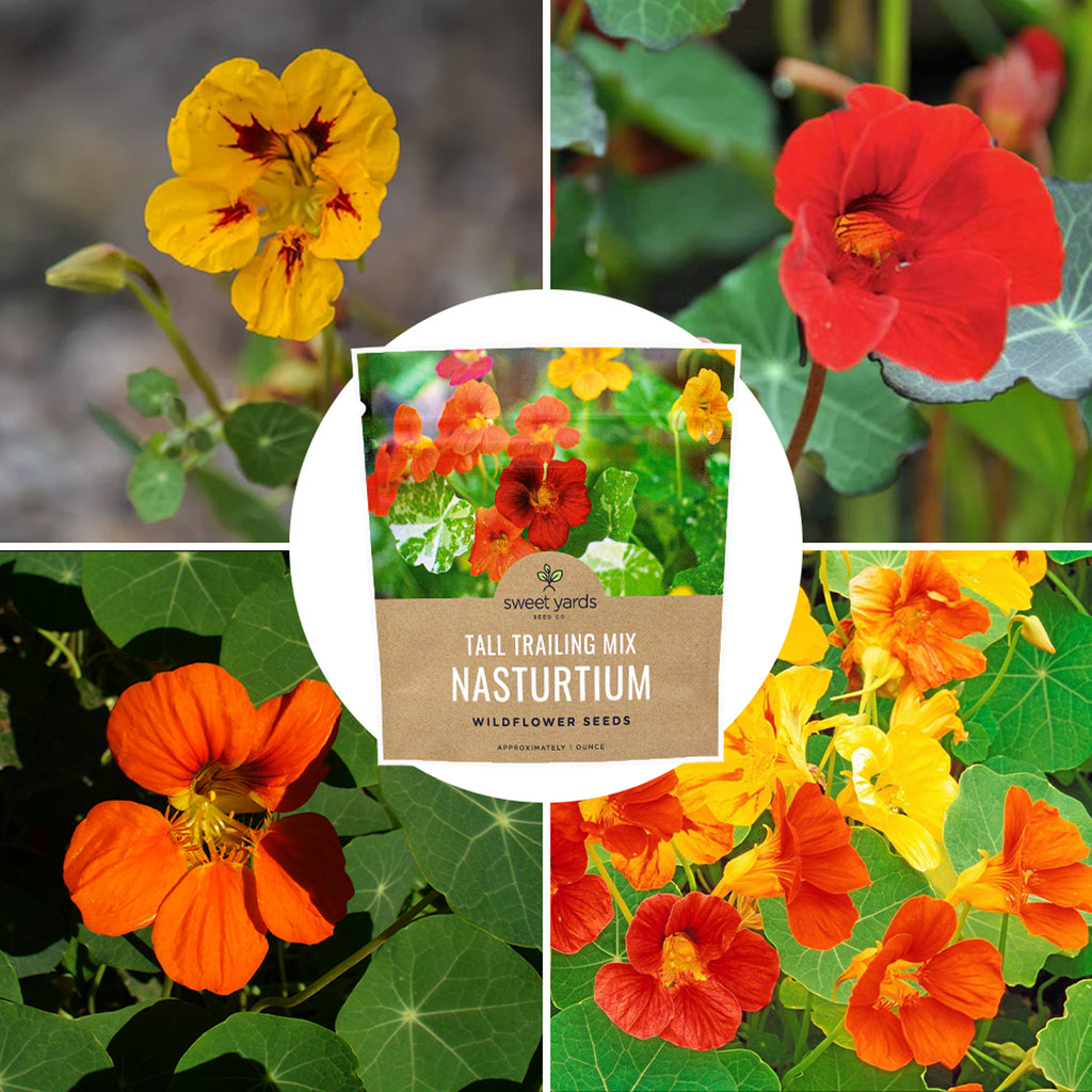 Nasturtium Seeds - Mixed Colors