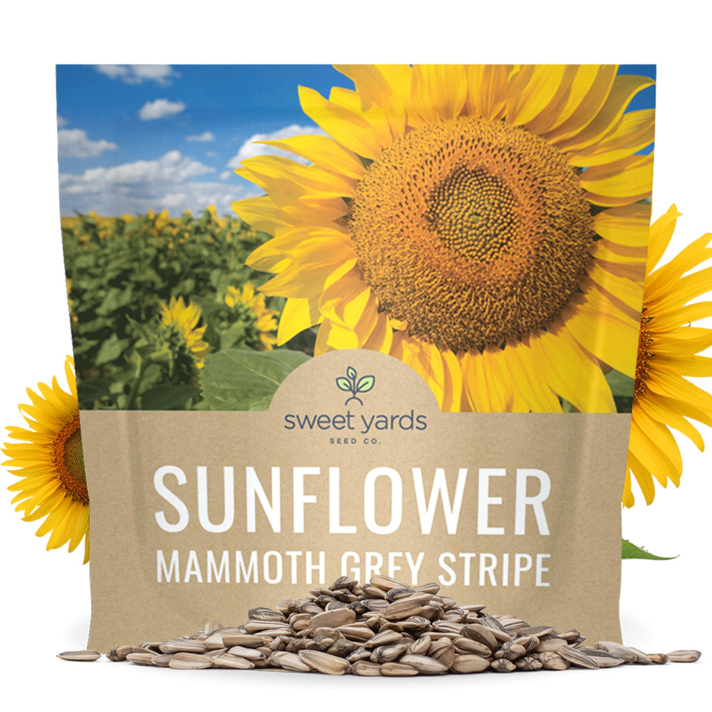Mammoth Grey Stripe Sunflower