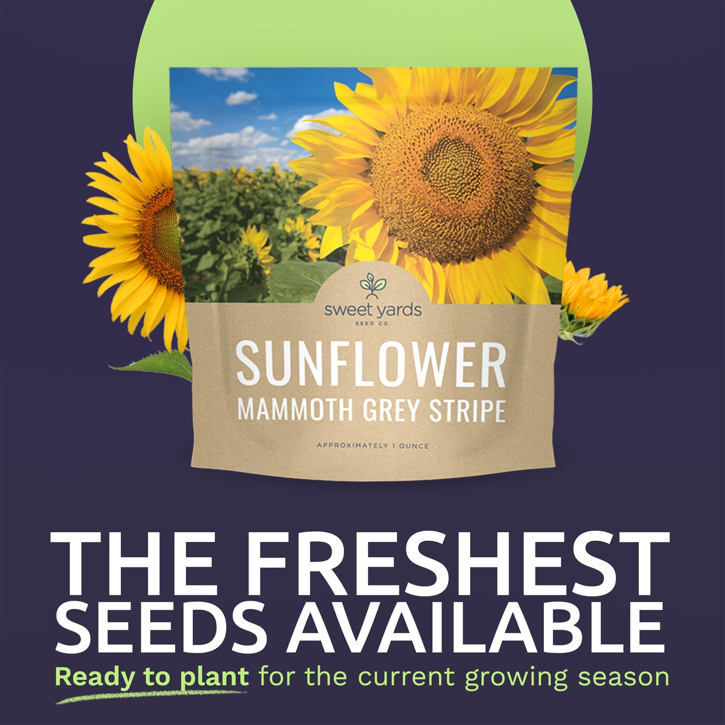 Mammoth Grey Stripe Sunflower