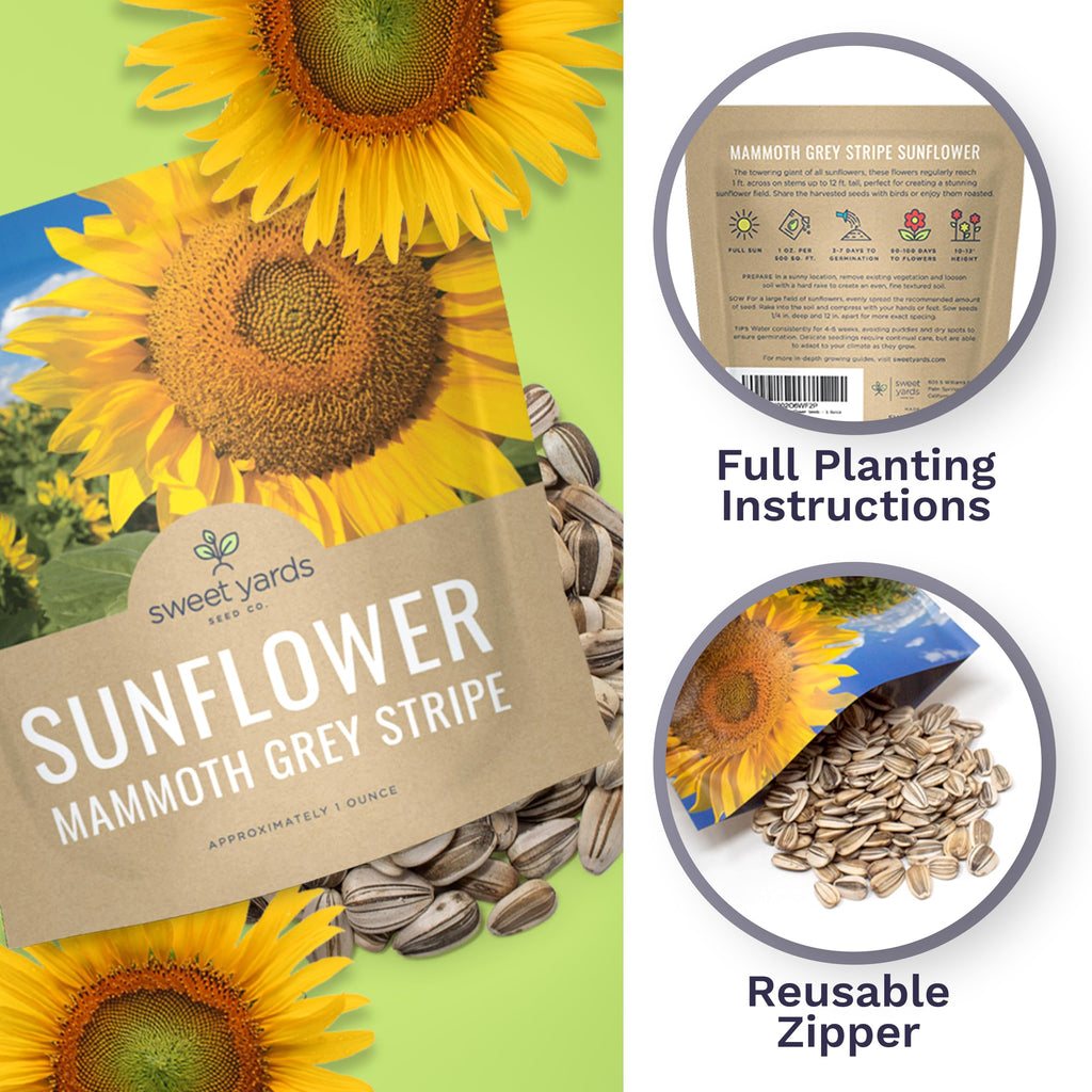 Mammoth Grey Stripe Sunflower