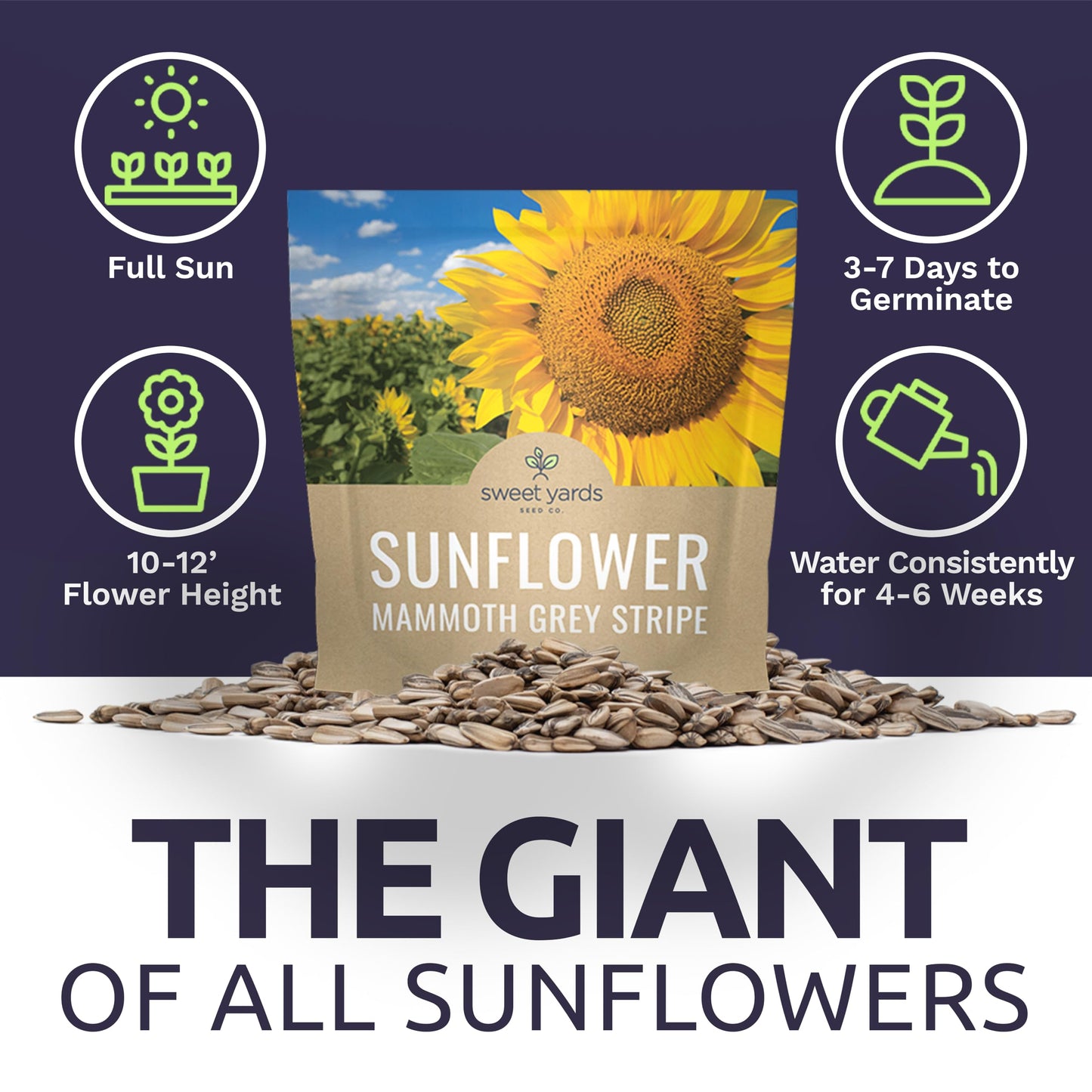 Mammoth Grey Stripe Sunflower