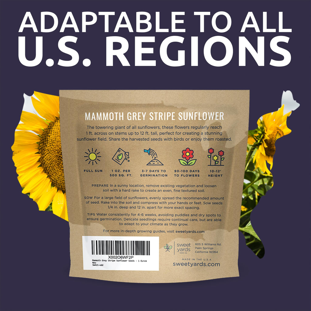 Mammoth Grey Stripe Sunflower