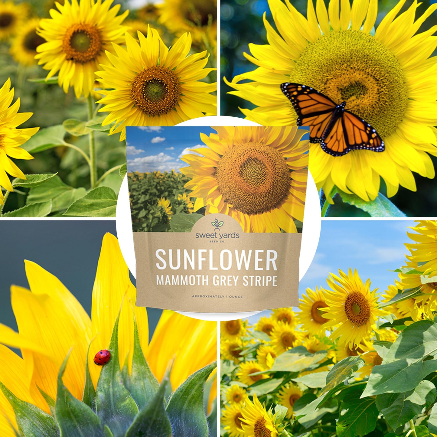Mammoth Grey Stripe Sunflower