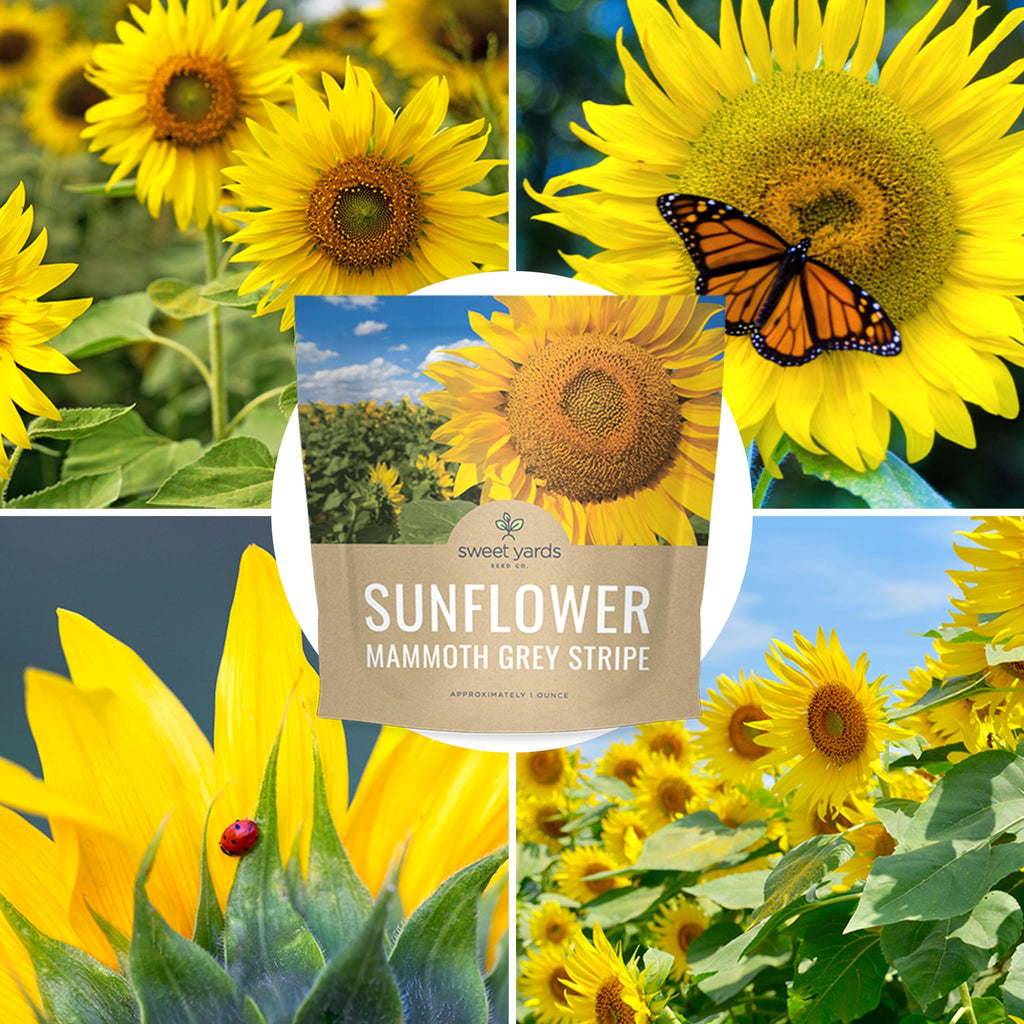 Mammoth Grey Stripe Sunflower